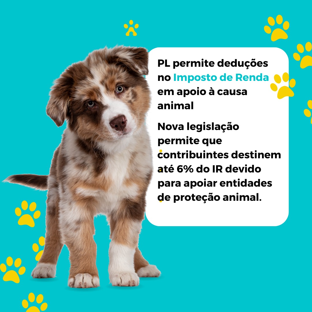 PL permite deduções no Imposto de Renda em apoio à causa animal